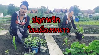 ปลูกพริกไทย ในเมืองหนาว ปลูกผักเมืองหนาว มาปลูกพริกกันจ้า