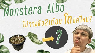 Monstera Albo น้องอัลโบ้ไม้วางข้อ 2เดือนโตได้แค่ไหน? พร้อมสูตรดินปลูกโครตพรีเมี่ยม!!