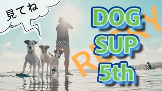 【DOG SUP】犬14匹海サップ　犬＋海＋SUP＝最高すぎる　沖縄🏖️🏄‍♀️🌊🐶