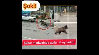 Şok!! Azərbaycanda şəhər mərkəzlərində ayılar at oynadır!! Hər kəs qorxu içərisində!