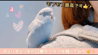 マメルリハのグリコ　ギョリギョリ中の口横モフモフを触らせてもらいました☝️✨ Relaxing parrotlet💕