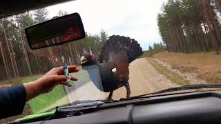 Brave Capercaillie