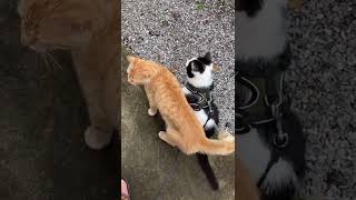 続・雨上がりの猫散歩【お散歩猫】