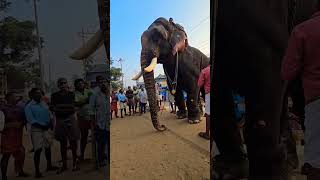 കടവൂരാൻ🔥🔥🔥💥💥##elephant ##pooram ##thrikkadavoorshivaraju 💥💥🔥🔥🔥❤️❤️❤️