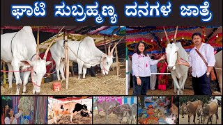 ಘಾಟಿ ಸುಬ್ರಹ್ಮಣ್ಯ ದನಗಳ ಜಾತ್ರೆ 🐂| Cattle fair 2024 @ Ghati Subrahmanya | Hallikar | Likhitha Manjunath