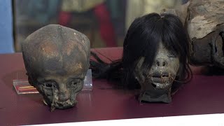 4 Shrunken Human Heads Recovered in Smuggling Ring Bust