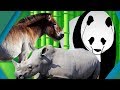 Animals That Were Saved From Extinction | Earth Unplugged