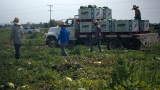 Inside a family farm caught between an immigration and labor crisis