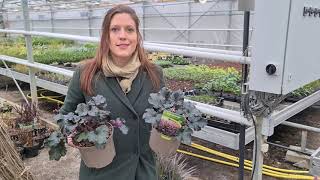 The ever-mysterious Heuchera Dark Secret