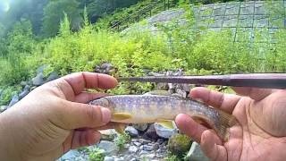 渓流釣り　強化合宿２０１７　Mountain stream fishing