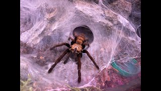 Chilobrachys fimbriatus, Indian Violet rehouse