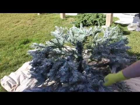 Christmas Tree Flocking Tutorial Christmas Tree Flocking Tutorial