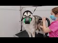 Wolf-like Husky Dog Not Impressed With Grooming