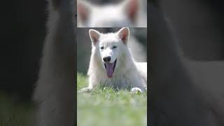 Touch Grass With A Dire Wolf