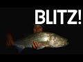 Massive Striper Blitz (MV Trip Part 4)