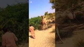 The male camel is very attached to the partner #shorts #shortsviral