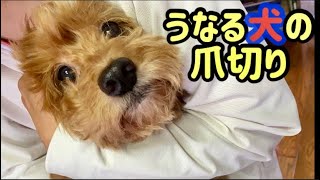 【犬の爪切り】爪を切ろうとすると唸って噛みつこうとする犬の爪切りに挑戦！