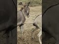 #donkey #youtubeshorts #shortvideo #donkeyrescue