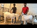 heavyweight goat jodi of sultan mirza aazad sikandar 100kg plus goats weight dubagga lucknow