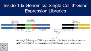 Inside 10x Genomics: Single Cell 3’ Gene Expression Libraries