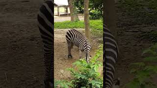 ನಮ್ಮ ಮೈಸೂರಿನ ಪ್ರಸಿದ್ಧ ಚಾಮರಾಜೇಂದ್ರ ಮೃಗಾಲಯ#Mysorezoo