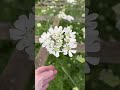 harvesting orlaya grandiflora