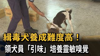 緝毒犬養成難度高！ 領犬員「引味」培養靈敏嗅覺－民視新聞