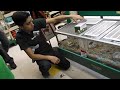 getting a robo dwarf hamster at pet supplies plus