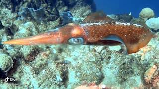 Squid laying eggs