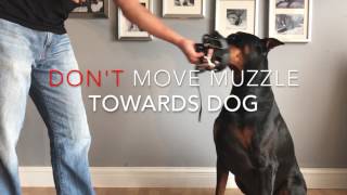 Muzzle Acclimation