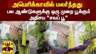 அமெரிக்காவில் மலர்ந்தது பல ஆண்டுகளுக்கு ஒரு முறை பூக்கும் அதிசய \