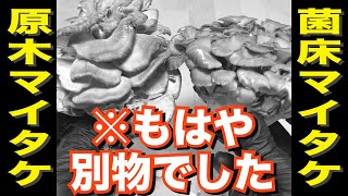 原木マイタケ vs 菌床マイタケ！知らなきゃ損する美味しさの差🍄‍🟫