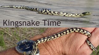 Kingsnake Time