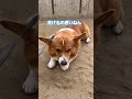 ボールは見て走らないとこうなる！コーギー犬コナン dog corgi 犬 コーギー shorts