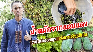 น้ำหมักแหนแดง ธาตุไนโตรเจนสูง เร่งการเจริญเติบโตของพืช