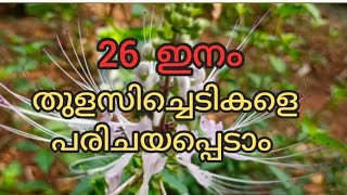 തുളസി / Tulsi / വിവിധയിനം തുളസി ചെടികൾ / Different types of Tulsi @Raziya-GreenLeaves