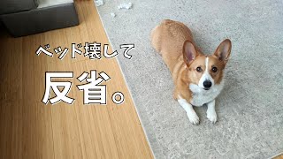 いたずらして必死に隠そうとするもなかさん【コーギー】