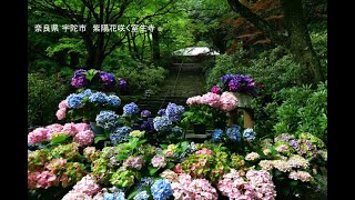 奈良県 宇陀市　紫陽花咲く室生寺　写真紀行　2024