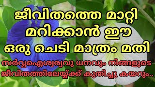 ജീവിതത്തെ മാറ്റി മറിക്കാൻ ഈ ഒരു ചെടി മാത്രം മതി| ഈ ചെടിയെ കുറിച് അറിഞ്ഞിരിക്കേണ്ട രഹസ്യം!!!