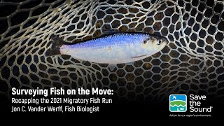 Webinar: Surveying Fish on the Move / Recapping the 2021 Migratory Fish Run