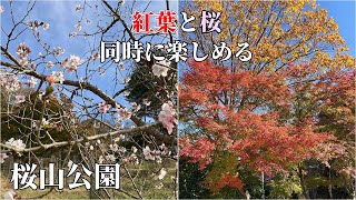 【群馬県】桜山公園で紅葉と桜を見に行く【ハイキング】