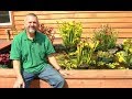 Can carnivorous plants grow in a fish pond?