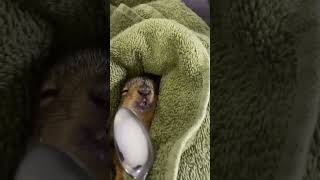 Rescue a trapped squirrel and befriends it