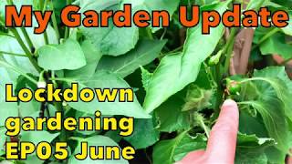 Shokher Bagan Garden Update | Lockdown Gardening EP05 | City Vegetable Gardener