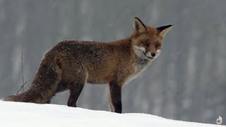 How Animals Survive the Winter (Wildlife Documentary)