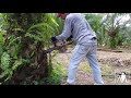 Cara membunuh / mematikan batang pokok kelapa sawit menggunakan chainsaw cepat dan mudah