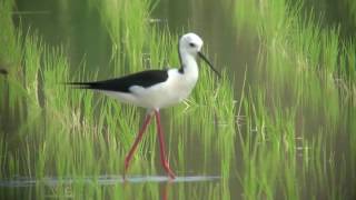 セイタカシギ（2）鳴く（与那国） - Black-winged Stilt - Wild Bird - 野鳥 動画図鑑