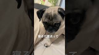 寝たいのだけど… #パグ #パグ太郎 #日常 #保護犬 #眠い #shorts