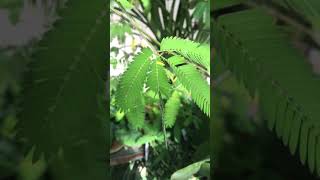 Mimosa pudica - The humble plant