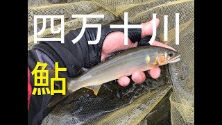 [鮎youtube] 2尾しか釣れないのは土用隠れを言い訳に 四万十本流